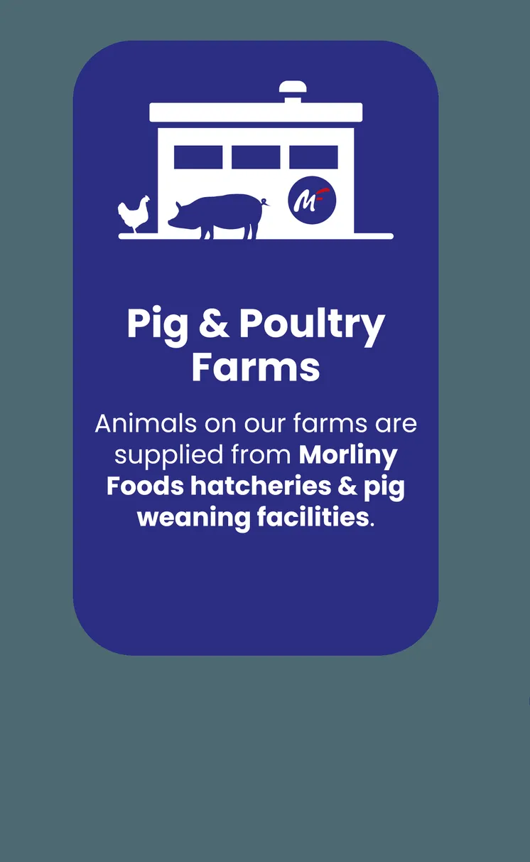 Pig Poultry Farms