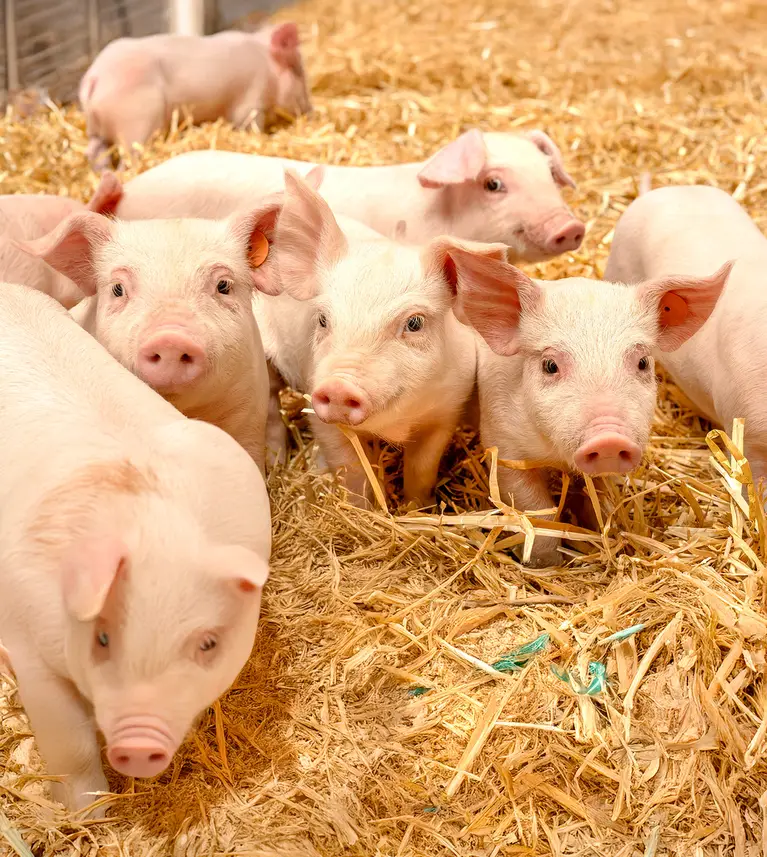 Free range pigs on a farm