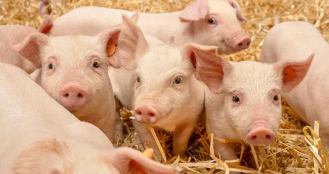 Animal Welfare
